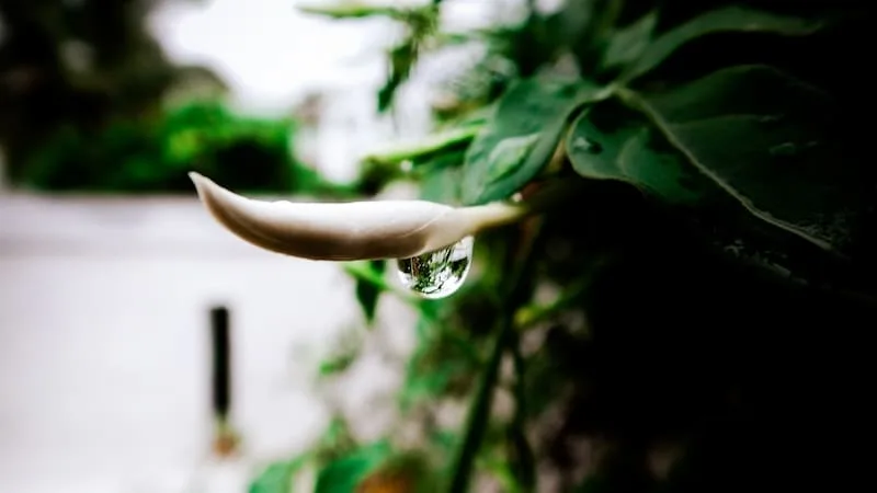 flower-with-droplet¿Cómo influye el marketing Ontológico aplicado a marcas y productos