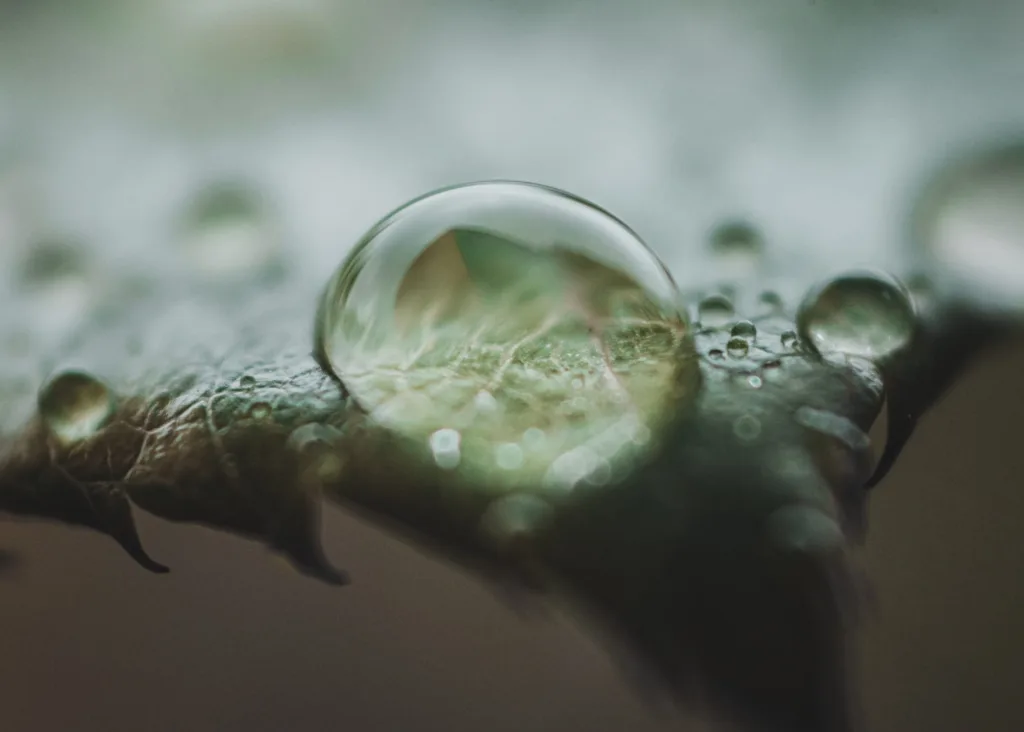 close-up-water-drop-plant-s-leaf Marketing Ontológico en el Mundo del Crowdworking (1)