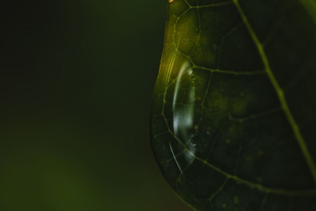 close-up-water-droplets-leaf Posiciona tu Negocio en Guatemala con un Servicio Profesional de SEO