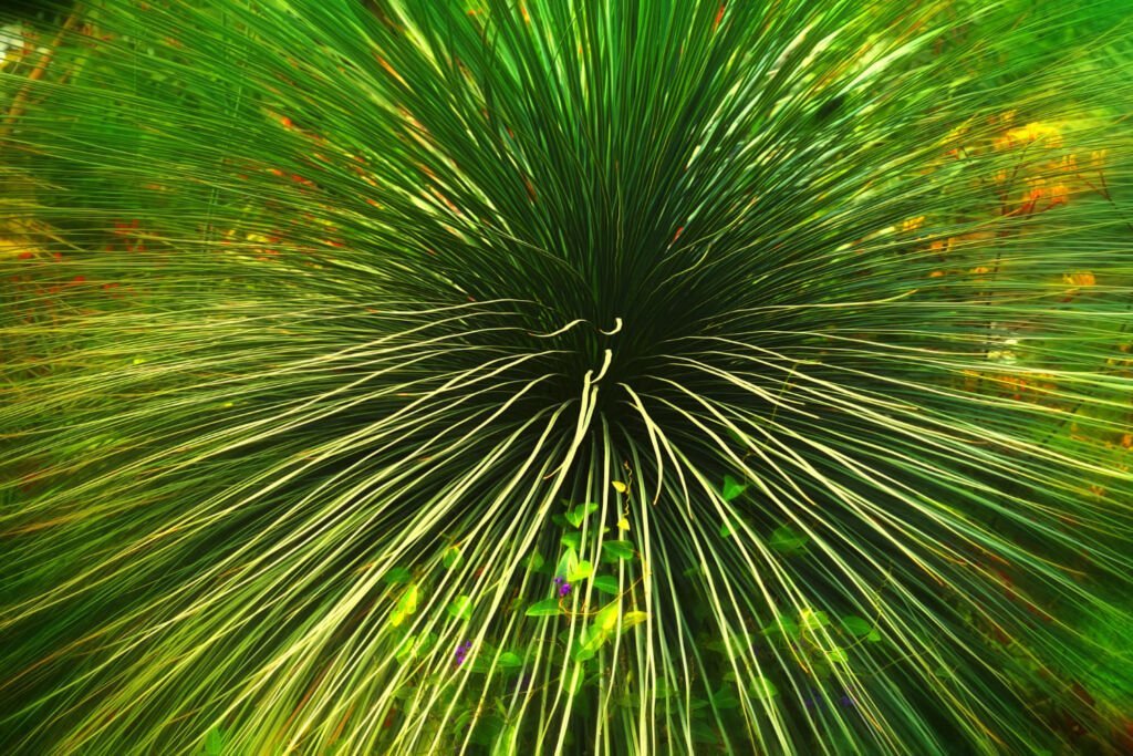 flor de pino simboliza que cada hoja es una parte esencial en su forma integral al igual al seo group one tu agencia boutique de marketing digital y SEO profesional ético ontológico en guatema monterrey barcelona imagen de flor de pino floreciendo